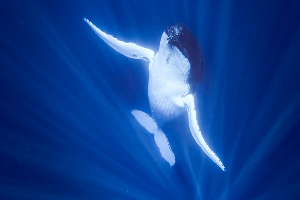 Tahiti Plong&eacute;e Passion Fun dive