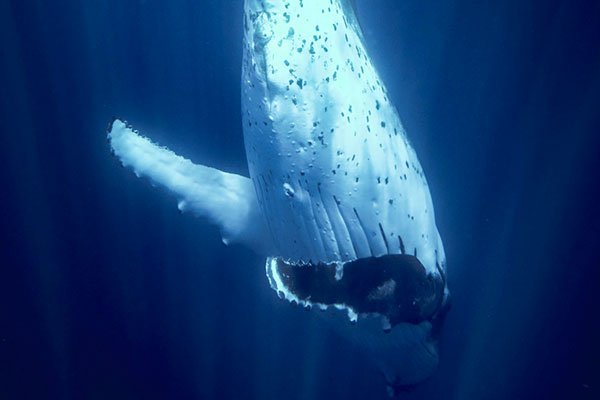 Tahiti Plong&eacute;e Passion Fun dive