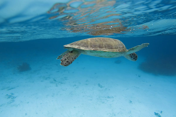 Tahiti Plong&eacute;e Passion Fun dive