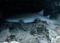 Tahiti Plong&eacute;e Passion Fun dive