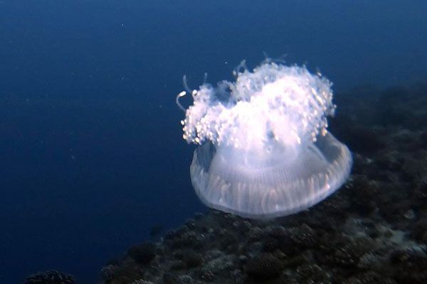 Tahiti plongée passion Plongées de nuit