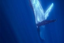 Tahiti Plongée Passion baleines
