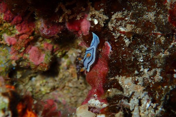 Tahiti Plongée Passion Fun dive