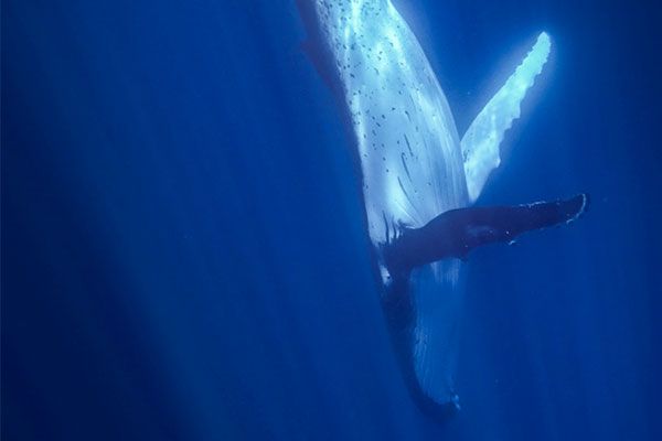 Tahiti plongée Sortie baleines
