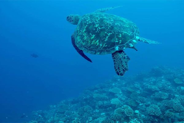 Tahiti plongée passion Plongées d'exploration